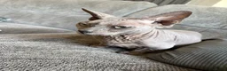 Sphynx cats for sale: Beautiful bambino boy  - Advert 7