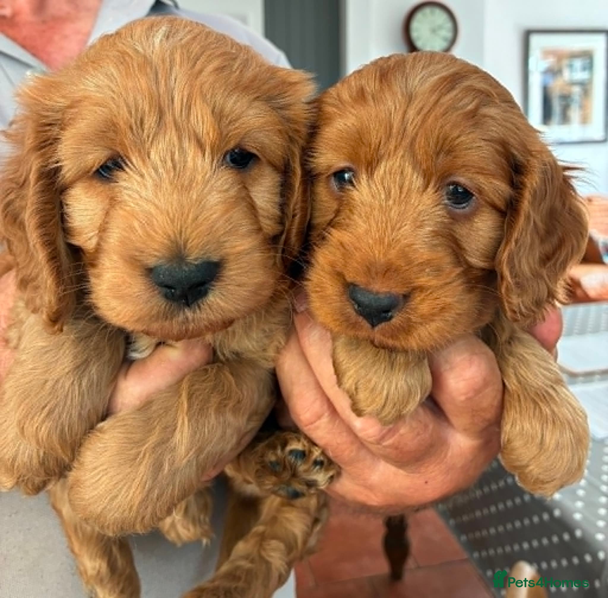 Cockapoo dogs Beautiful Cockapoo puppies - Advert 1