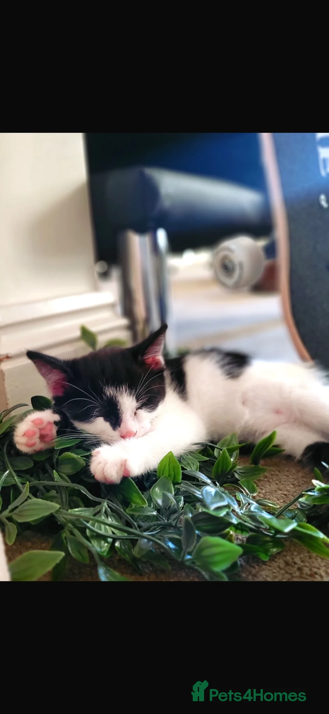 Mixed Breed cats for sale: 19 weeks male kitten - Advert 9