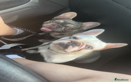French Bulldog dogs for sale: Handsome French bulldog puppy for sale!!  - Image 2