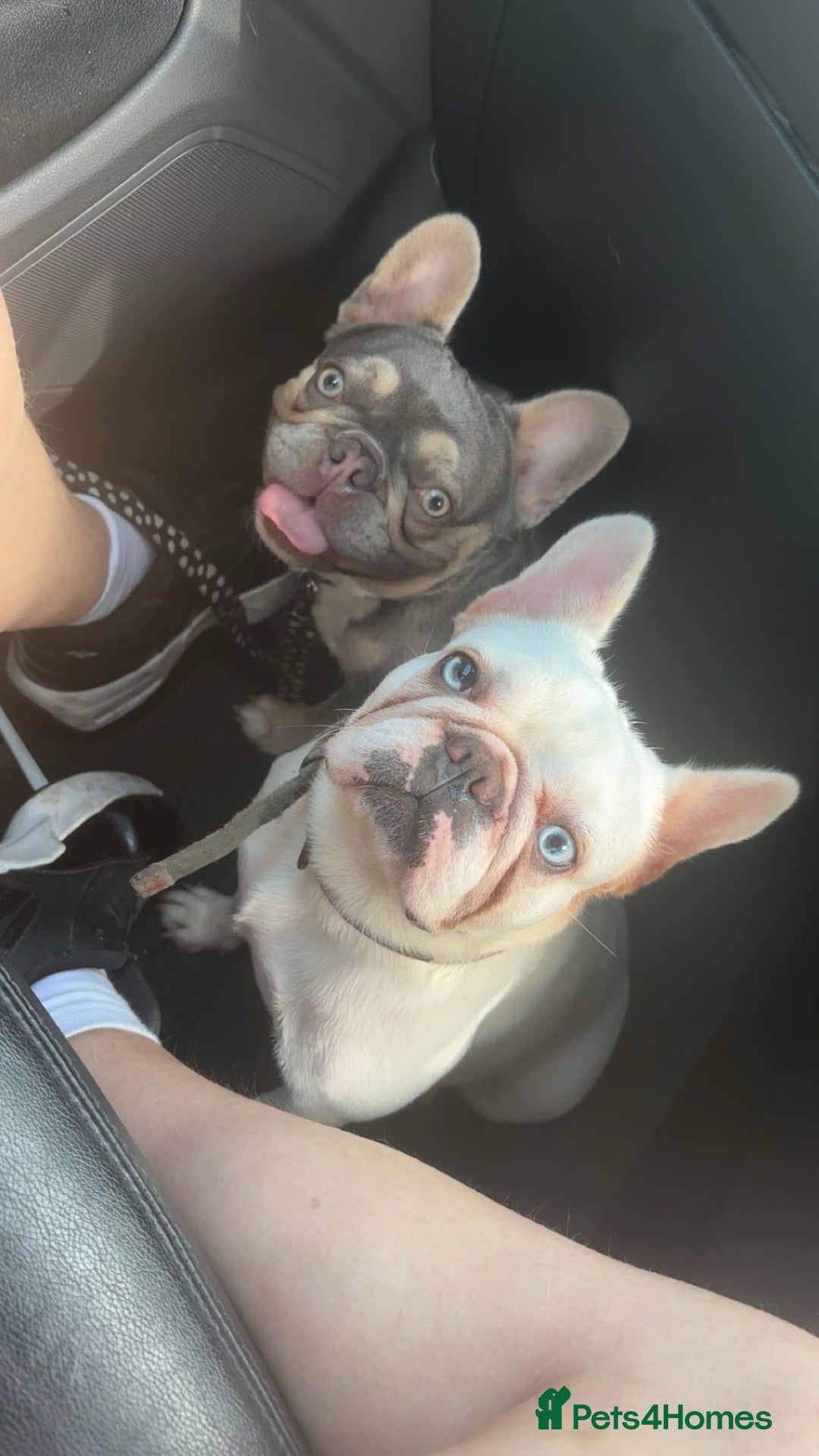 French Bulldog dogs for sale: Handsome French bulldog puppy for sale!!  - Image 2