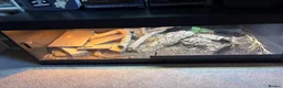 Monitor reptiles for sale: Ackie Monitor & Enclosure   - Advert 3