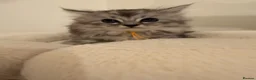 Mixed Breed cats for sale:  Persian mix kittens  in Bradford - Advert 9