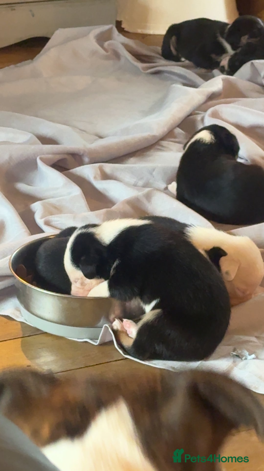 Mixed Breed dogs for sale: Pups for sale  - Advert 6