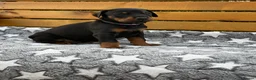 Dobermann dogs for sale: 2 Girls left. Champion lines, Health tested - Advert 5