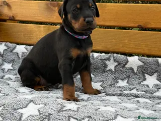 Dobermann dogs Champion lines, Health tested KC Dobermann puppies - Advert 16