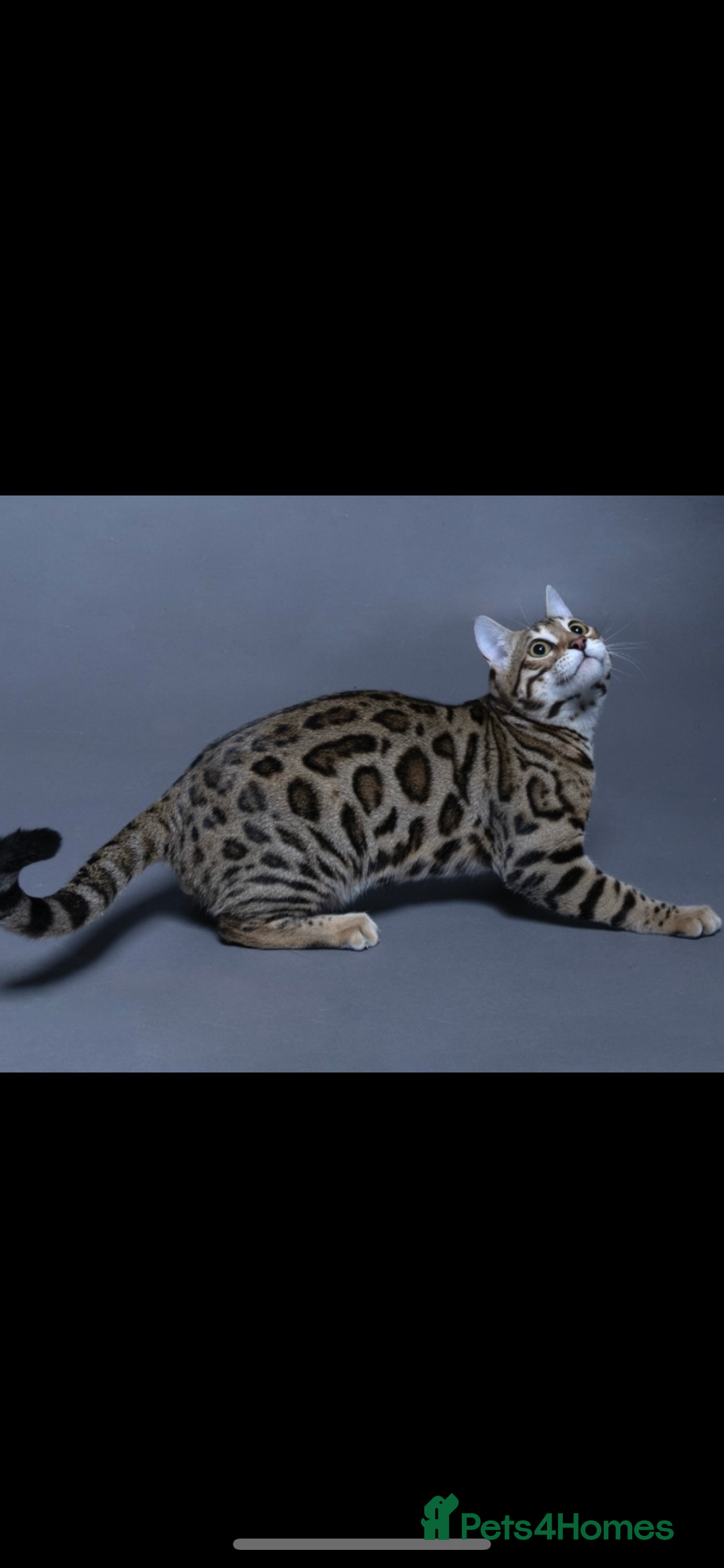 Bengal cats for sale: 😻 🥇 Tica Show Winner 🥳 😻  - Advert 5