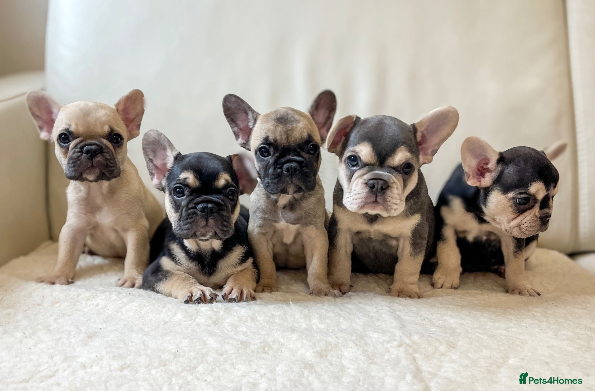French Bulldog dogs Beautiful French Bulldog puppies! - Advert 1