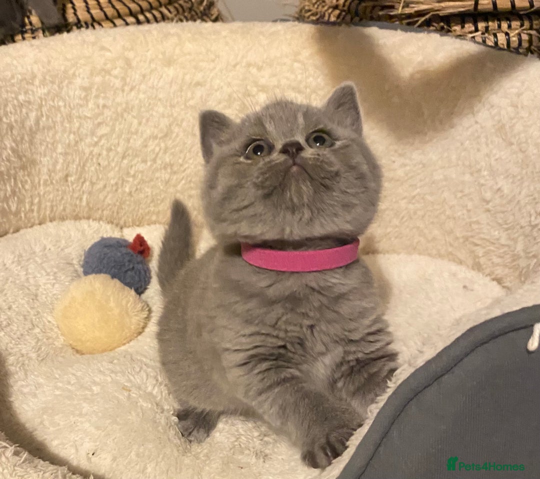 British Shorthair cats for sale: Stunning British short hair GCCF/TICA - Advert 8