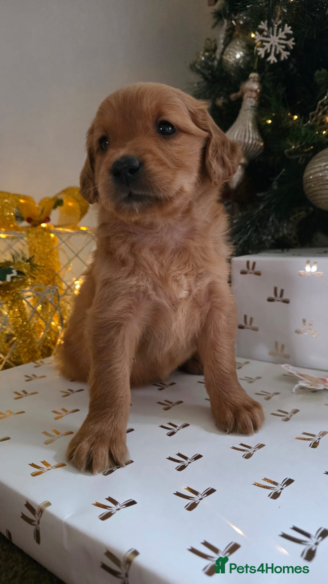 Golden Retriever dogs for sale: Dark Working Golden Retriever puppies - Advert 8