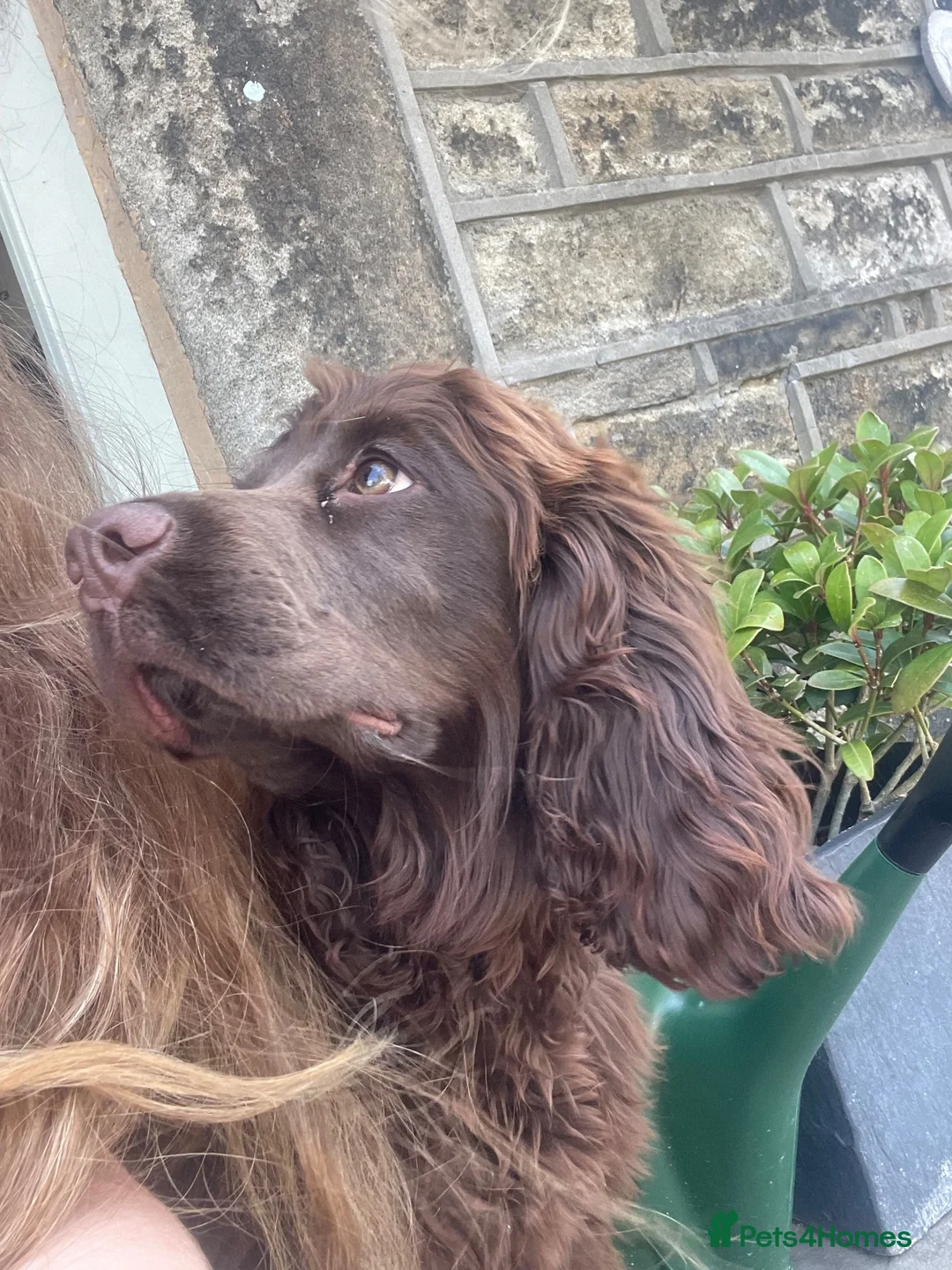 Cocker Spaniel dogs for sale: Female cocker spaniel  - Advert 5