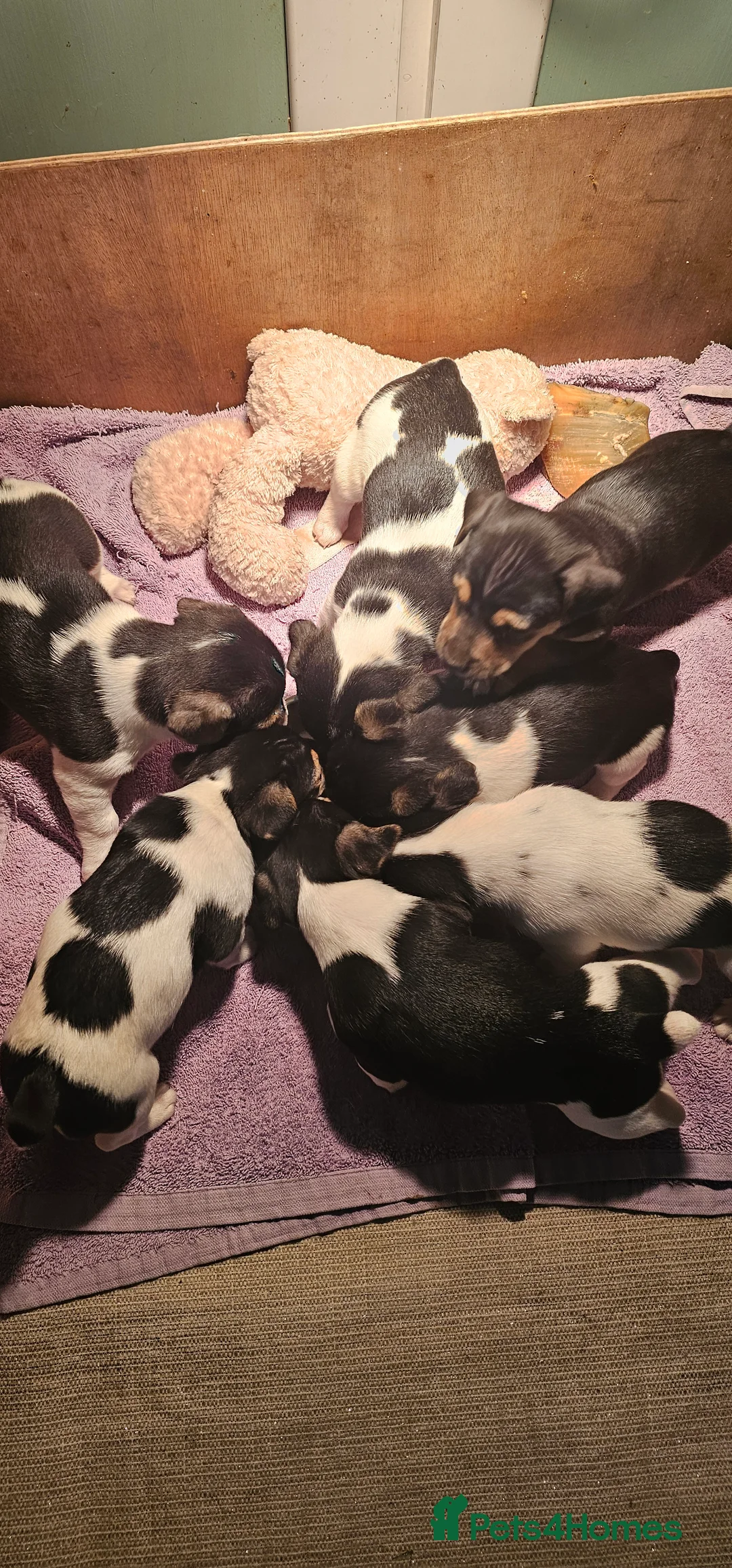 Jack Russell dogs for sale: Jack Russell Puppies - Advert 7