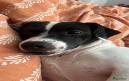 Mixed Breed dogs for sale: Eddie  - Advert 4