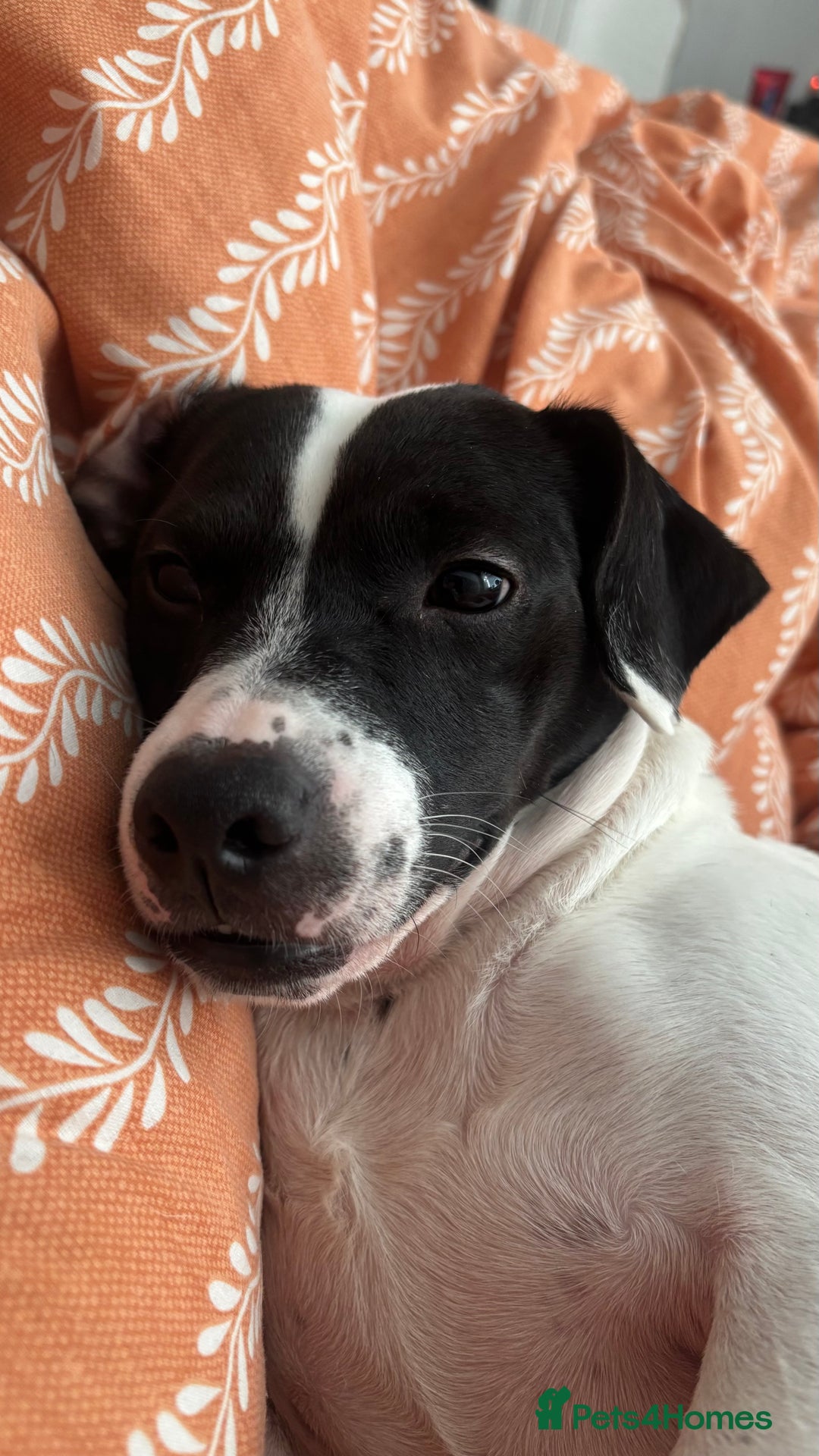 Mixed Breed dogs for sale: Eddie  - Advert 4