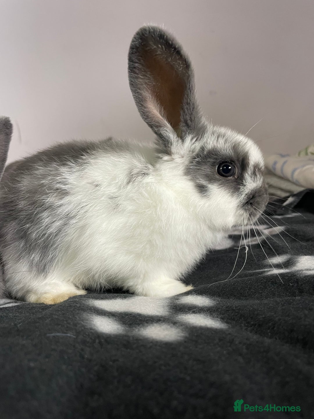 French Lop rabbits for sale: Blue French lopXDutch baby rabbits ready to go now - Image 8