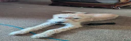Mixed Breed dogs for sale: Petey  - Advert 4