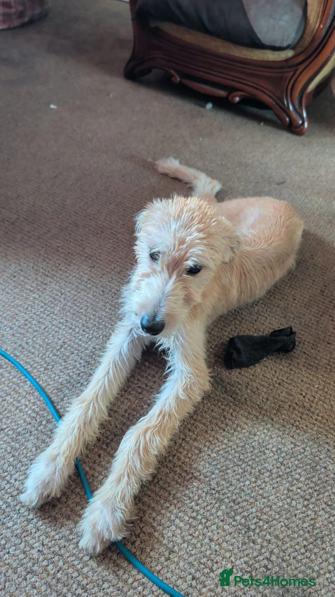 Mixed Breed dogs for sale: Petey  - Advert 4