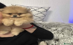 Pomeranian dogs for sale: Pomeranian Marle Puppies   in Newcastle upon Tyne - Image 2