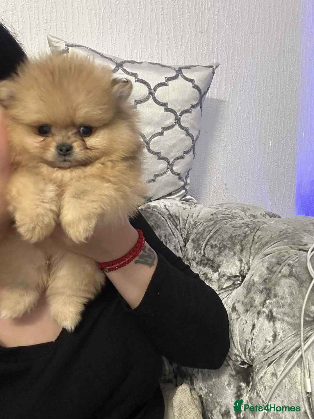 Pomeranian dogs for sale: Pomeranian Marle Puppies   in Newcastle upon Tyne - Image 2