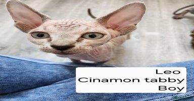 Sphynx cats - Advert 5