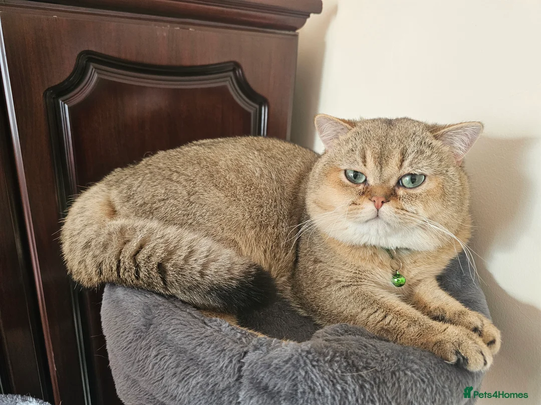 British Shorthair cats for sale: Blue, Feline - Advert 1