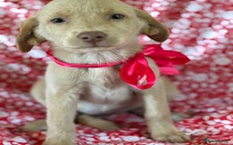 Labrador Retriever dogs for sale: Kc reg SILVER AND CHAMPAGNE LABRADORS  - Image 5