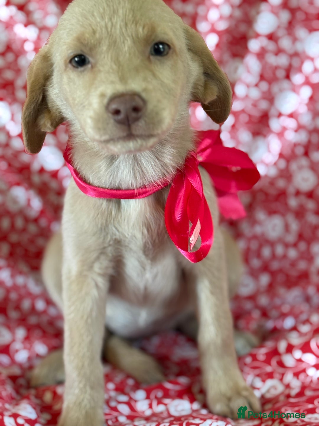 Labrador Retriever dogs for sale: Kc reg SILVER AND CHAMPAGNE LABRADORS  - Image 5