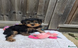 Yorkshire Terrier dogs for sale: Yorkshire Terrier for sale - Image 2