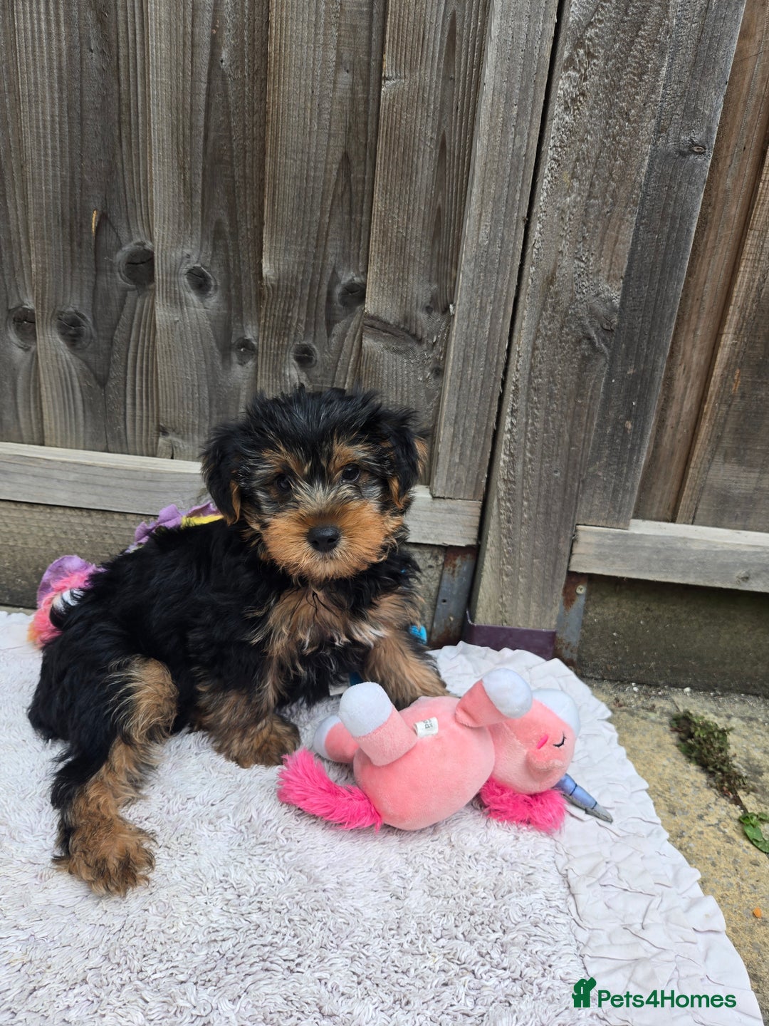 Yorkshire Terrier dogs for sale: Yorkshire Terrier for sale - Image 2