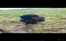 Dachshund dogs for sale: Dachshund  - Image 1