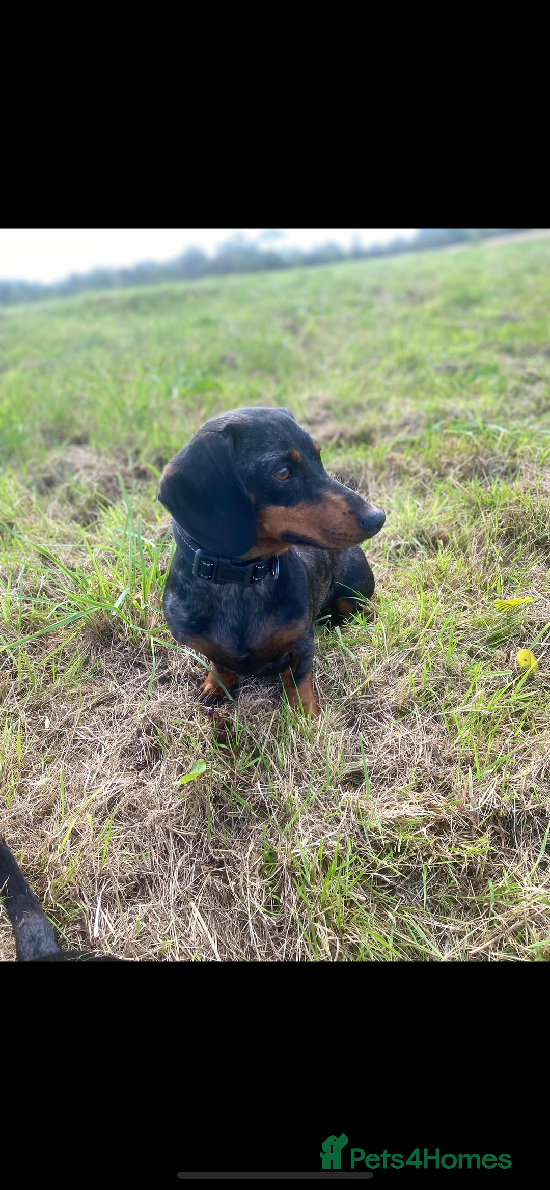 Dachshund dogs for sale: Dachshund  - Image 1