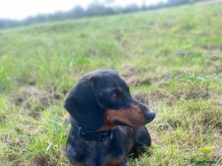 Dachshund dogs Dachshund - Advert 10