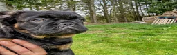 French Bulldog dogs for sale: Ready NOW Adorable Fluffy French Bulldog Puppies - Advert 22
