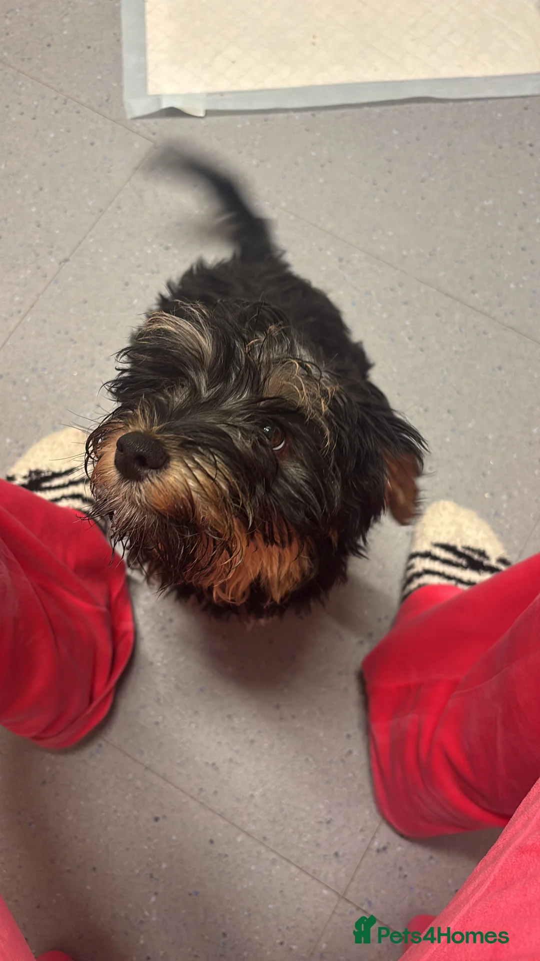 Yorkshire Terrier dogs for sale: 4 month old Yorkshire terrier Female  - Advert 1