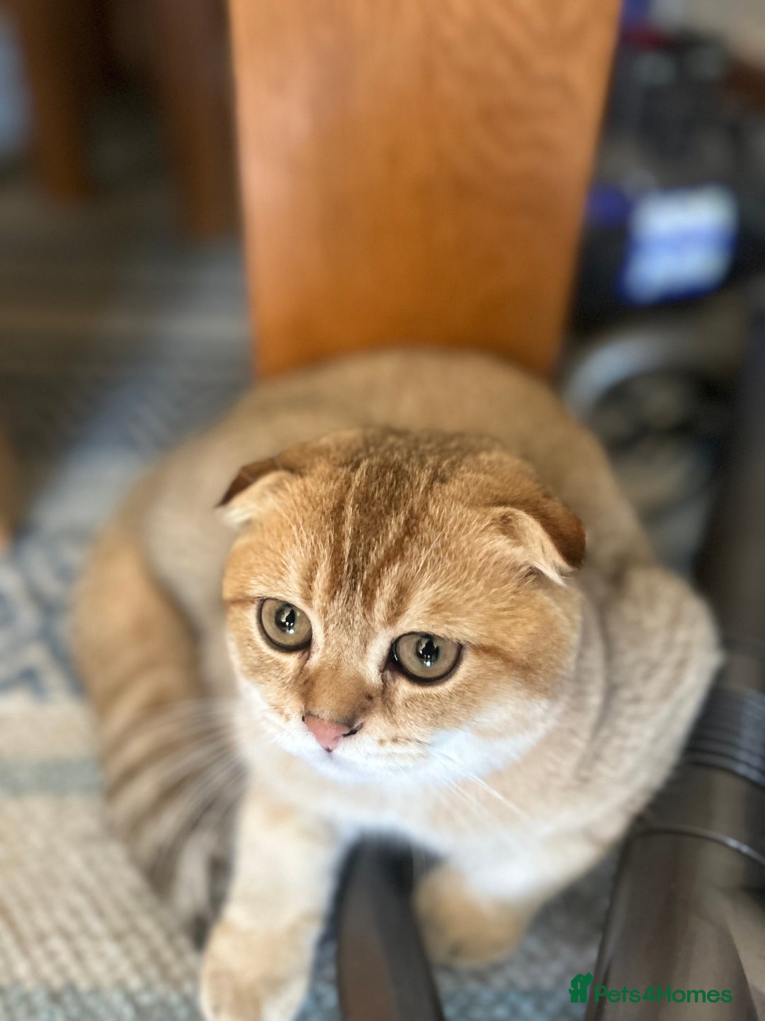 Scottish Fold cats for sale: Gold Chinchilla Scottish fold baby’s  - Image 27