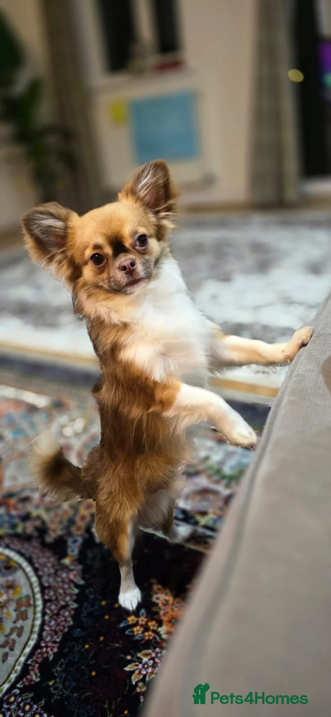 Chihuahua dogs for sale: Hairy chihuahua - Advert 1