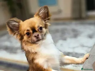 Chihuahua dogs Hairy chihuahua - Advert 1