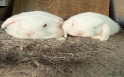 Mini Lop rabbits for sale: 3 mini lop rabbit girls available now - Image 4