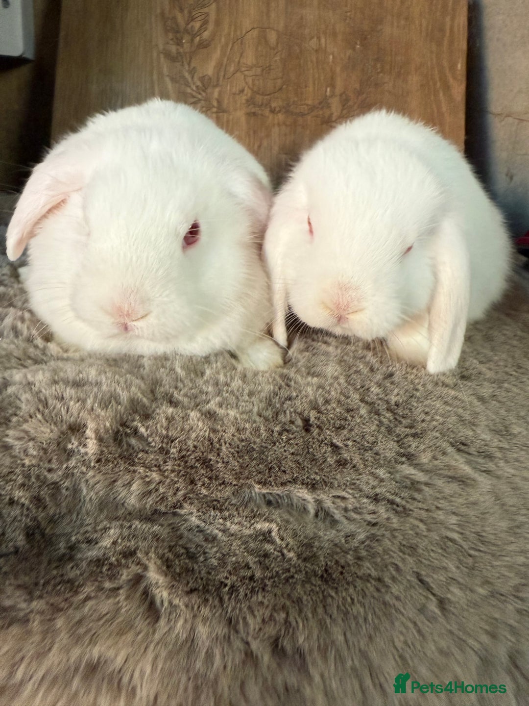 Mini Lop rabbits for sale: 3 mini lop rabbit girls available now - Image 4