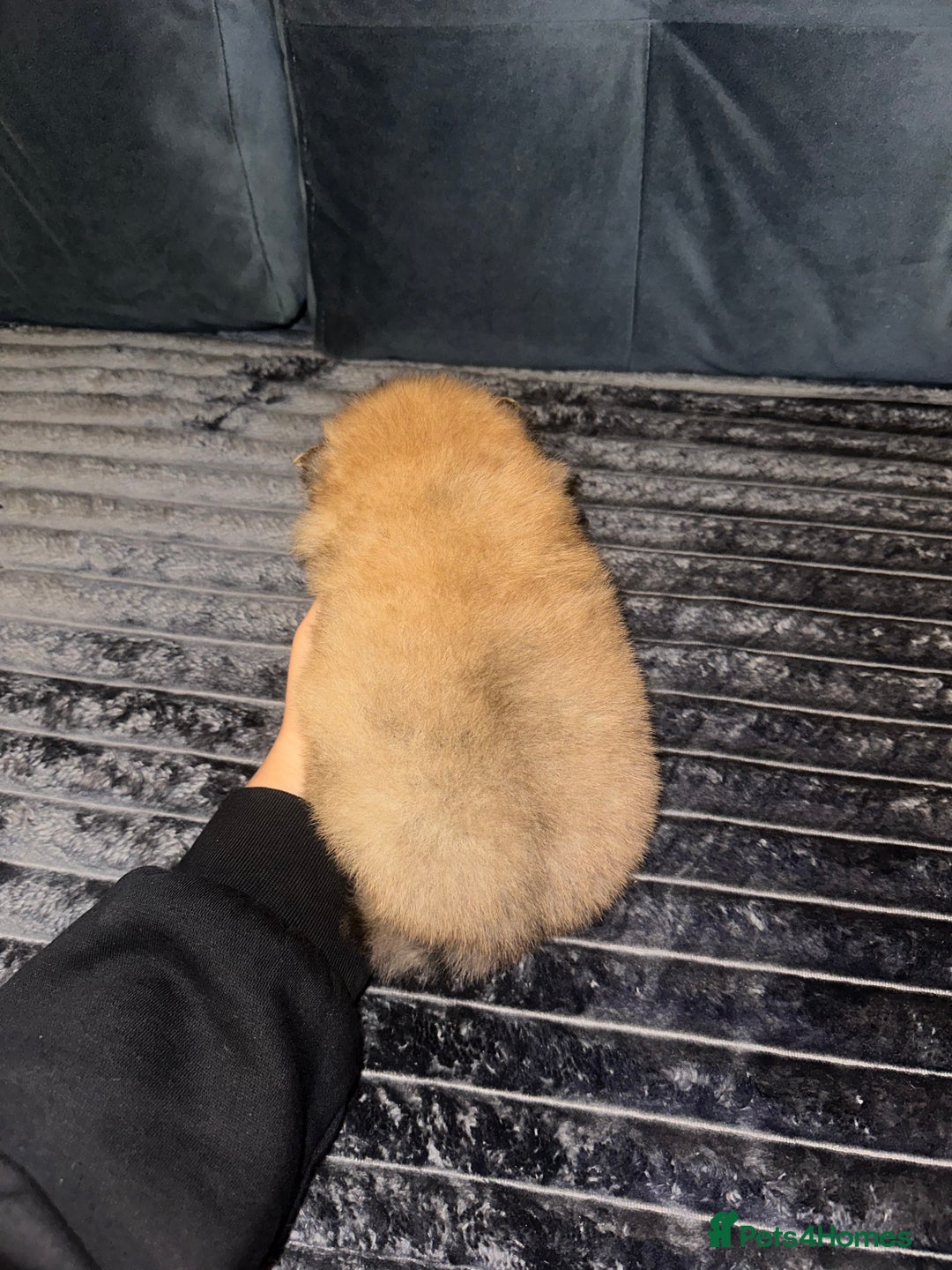 Pomeranian dogs for sale: Pedigree Pomeranian puppies for sale - Advert 4