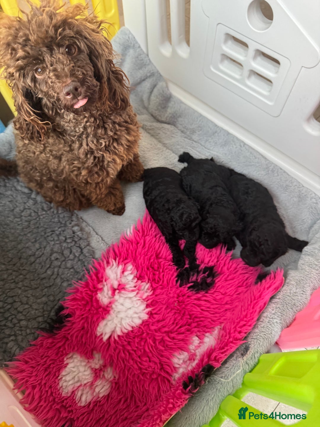 Miniature Poodle dogs for sale: DNA H/Tested Miniature poodle  - Image 22