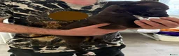 Mixed Breed dogs for sale: 9 mixed breed puppies in Salisbury - Advert 13