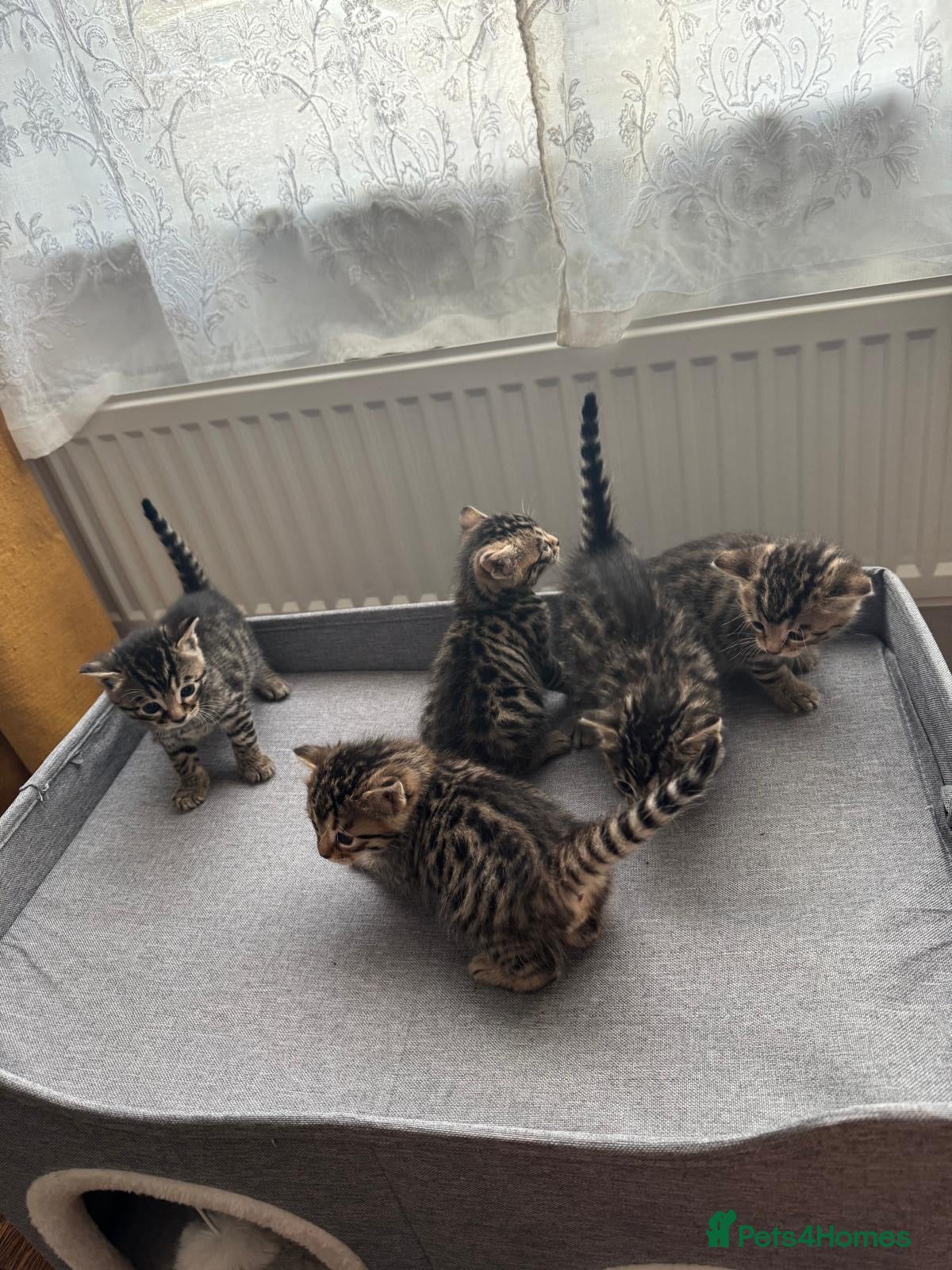 Bengal cats for sale: Adorable little creatures, bengals - Advert 9