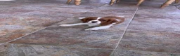 Cavalier King Charles Spaniel dogs for sale: Super KC blenheim pups from health tested parents - Advert 12