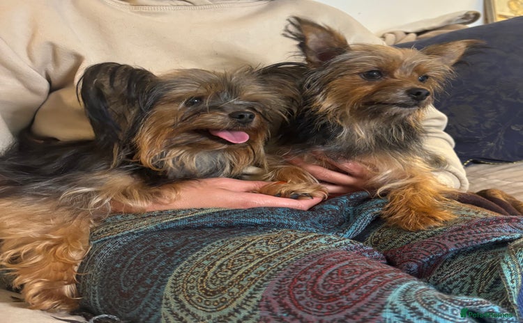 Yorkshire Terrier dogs - Advert 1