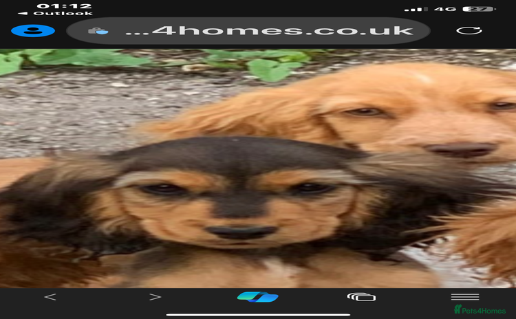 Cocker Spaniel dogs - Advert 2