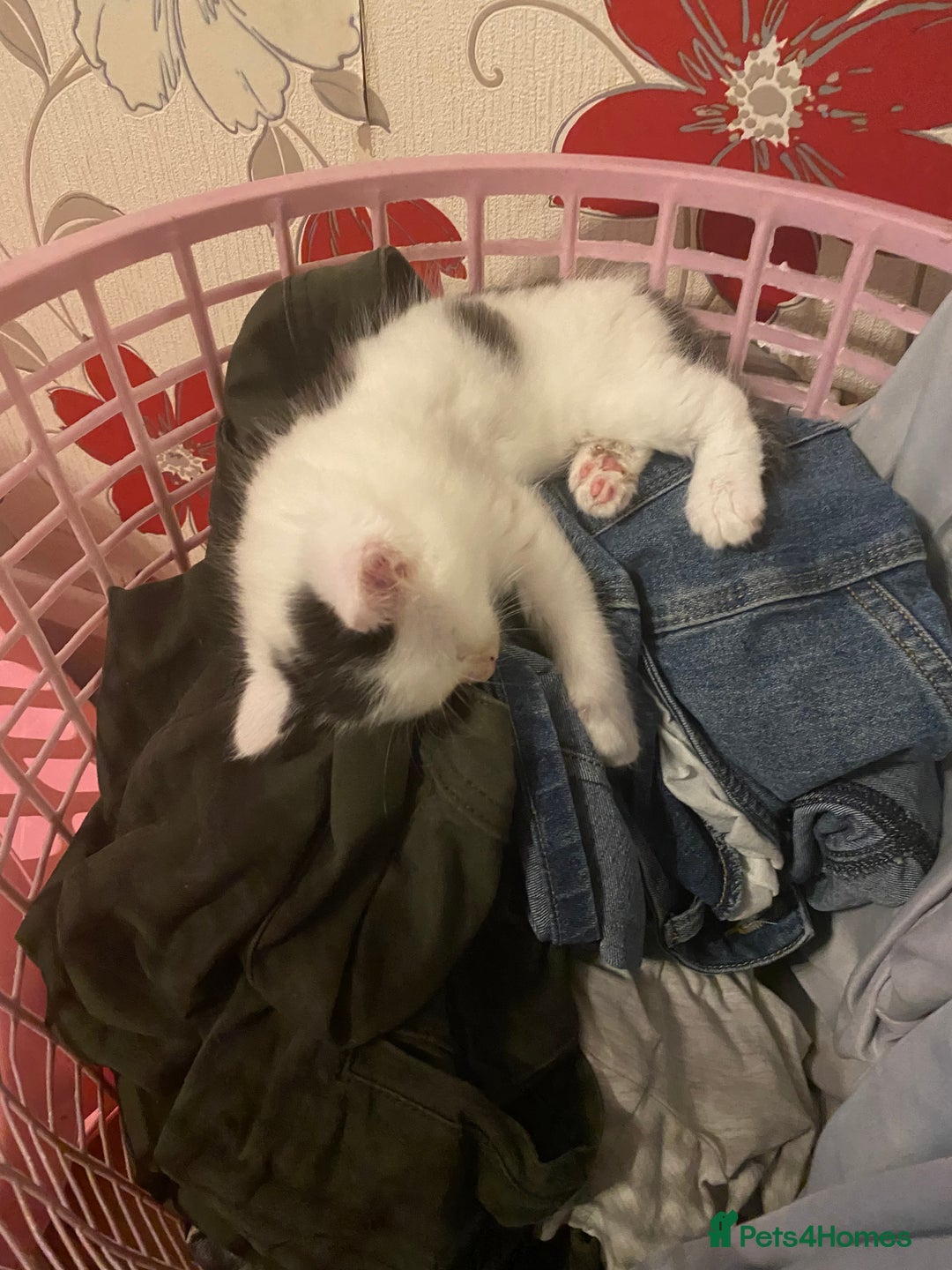 British Shorthair cats for sale: Ready for a loving home now  - Image 16