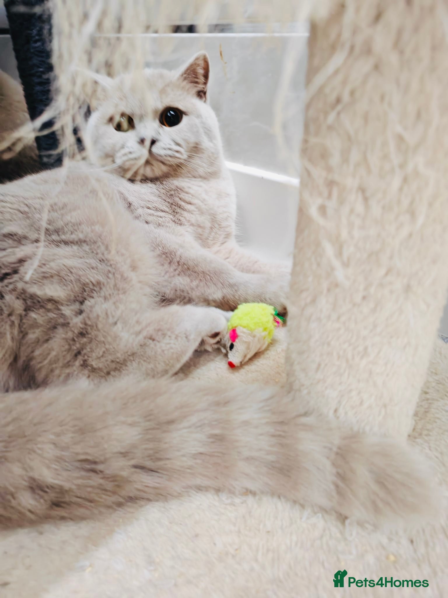 British Shorthair cats Female Lilac And Chocolate Point British Shorthair - Advert 1