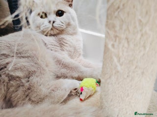 British Shorthair cats Female Lilac And Chocolate Point British Shorthair - Advert 1