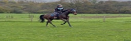 Irish Thoroughbred horses for sale: Athletic And Capable Allrounder  - Advert 10